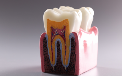 Anatomia zęba – garść informacji na temat budowy